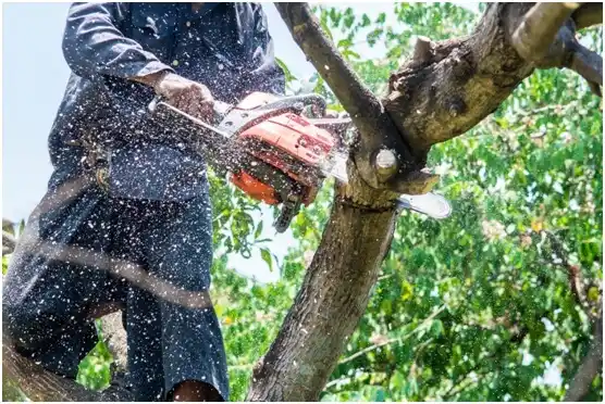 tree services Brownwood